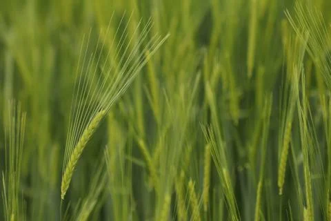 Ears of barley Stock Photos