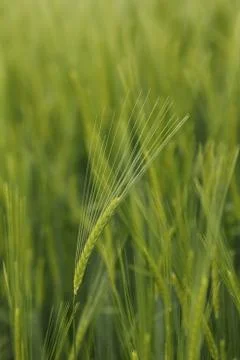Ears of barley Stock Photos