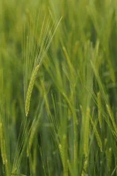 Ears of barley Stock Photos