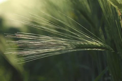 Ears of barley Stock Photos
