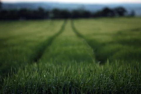 Ears of barley Stock Photos