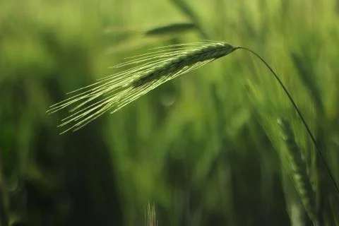 Ears of barley Stock Photos