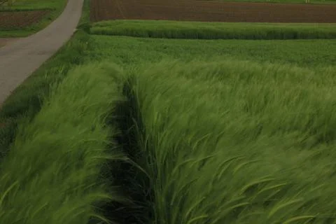 Ears of barley Stock Photos