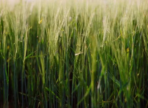 Ears of barley. Stock Photos