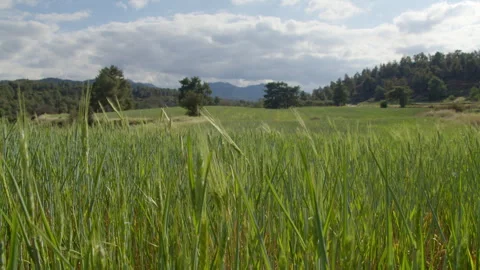 Ears of barley sway in the wind on the background of mountains and forests on a 스톡 동영상 310958035