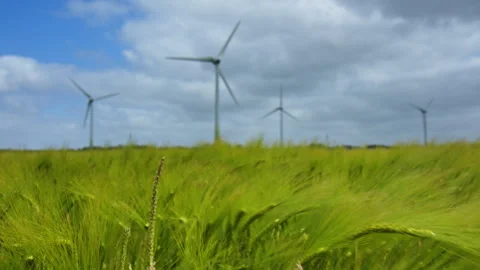 Ears of Barley swaying in the wind on a field in East Frisia on a windy day Stock Footage 244145622