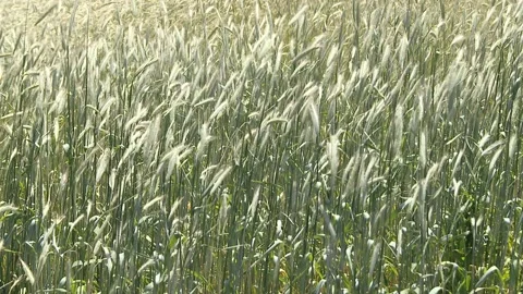 The ears of barley swing from the strong wind Stock Footage 103630525