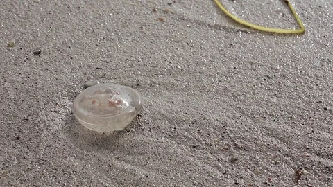 Ears on the beach Video stock 71244808