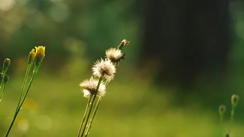 The ears of a blooming forest flower are illuminated by the sun at sunset. Vídeo Stock 342637849