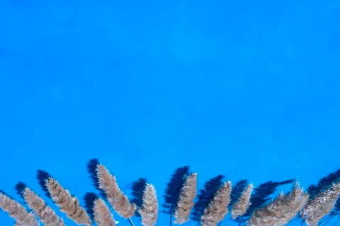 Ears on blue background with copy space for your text. Stock Photos