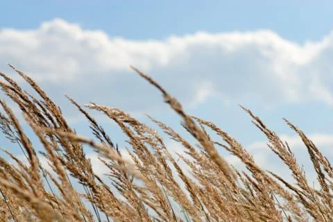 Ears with blue sky Stock Photos
