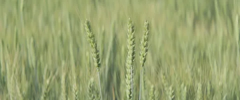 Ears of bread wheat above green crops 5.7K scope video Stock Footage 313047715
