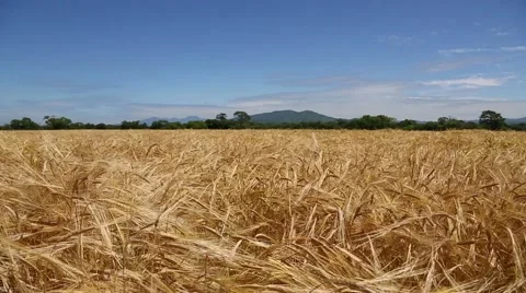 Ears of bread wheat in a field in rural areas Stock-Footage 53176514