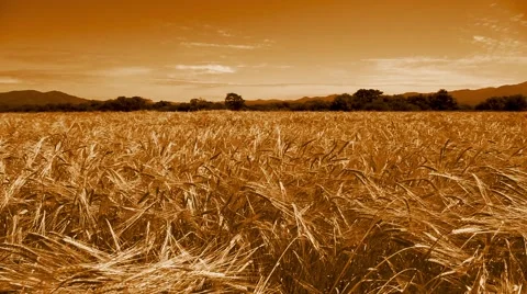 Ears of bread wheat in a field. Tinted. Stock Footage 53176659
