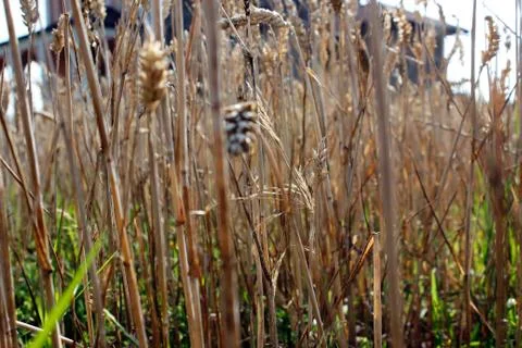Ears of cereals 스톡 사진
