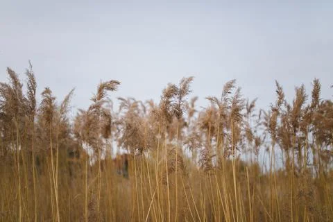 Ears of corn against a cloudy sky, ears in the foreground Stock Photos