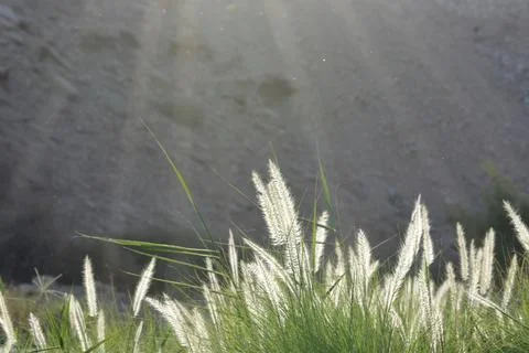 Ears of corn amidst the suns rays Stock Photos