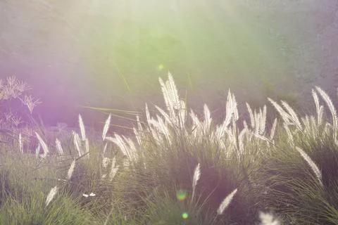 Ears of corn amidst the suns rays Foto stock