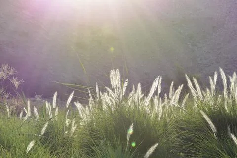 Ears of corn amidst the suns rays Stock Photos