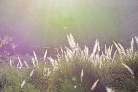 Ears of corn amidst the suns rays Stock Photos