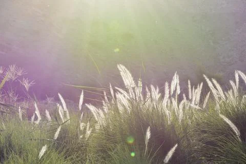 Ears of corn amidst the suns rays Stock Photos