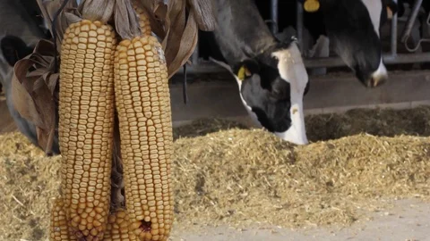 Ears Of Corn And Cows Eating Grain Stock-Footage 125702789