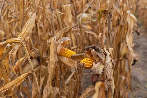 Ears of corn are seen maturing on tall plants in a rural setting as the sea.. Stock Photos
