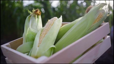 Ears of corn on the background of a corn field Stock Footage 140809730