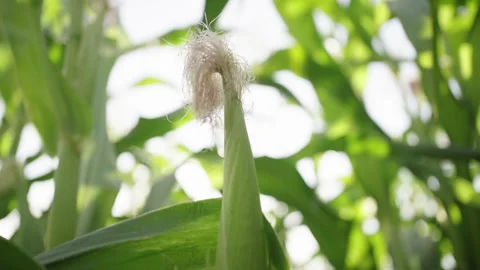 Ears of corn on the background of a corn field Stock Footage 140809942