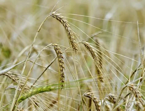 Ears of corn on a background of field Stock Photos