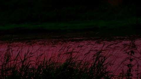 Ears of corn on a background of a pink river Stock Footage 79980945