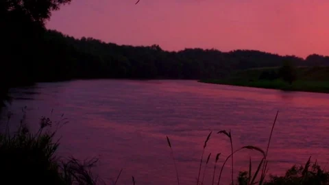 Ears of corn on a background of a pink river Stock Footage 79981020