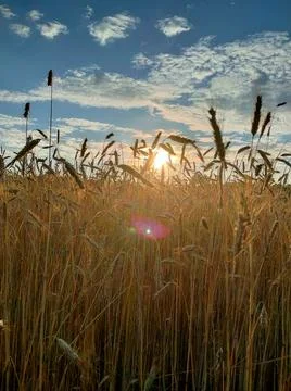 Ears of corn on the background of the sky Stock Photos