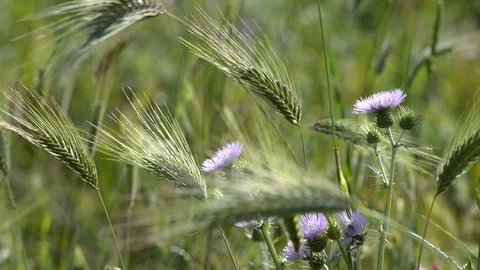Ears of corn blowing in the fields in spring Video stock 110904472
