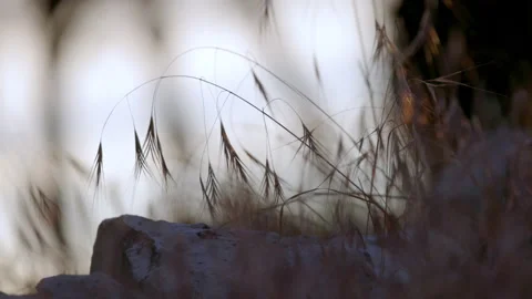 Ears of corn blowing in the wind Stock Footage 233682356