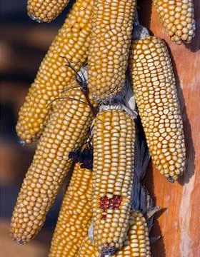 Ears of corn in a bunch on a dryer. Foto stock