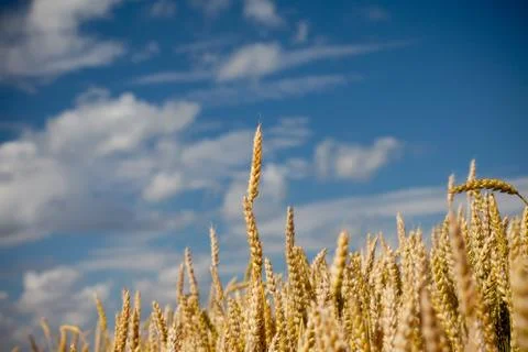 Ears of corn closeup on blue sky background Foto stock