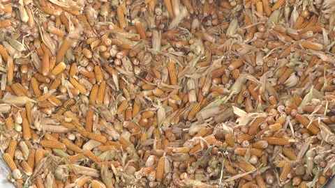 Ears of corn come from the bunker. Cleaning corn cobs from grain. Food chopper. Video stock 116010700