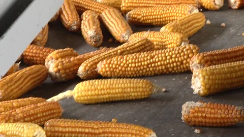 Ears of corn come from the bunker. Cleaning corn cobs from grain. Stock Footage 116010704