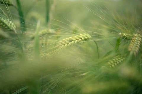 Ears of corn in a field close-up Fotos de archivo