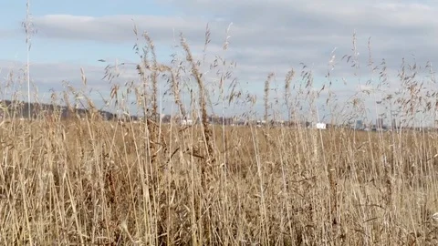 Ears of corn in the field Stock Footage 82054513