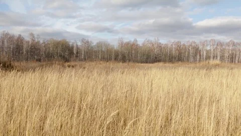 Ears of corn in the field Stock Footage 82054518