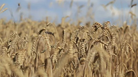 Ears of corn Stock Footage 52801527