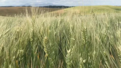 Ears of corn 库存影片 132317555