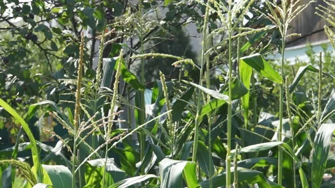Ears of corn in garden Stock-Footage 161260446