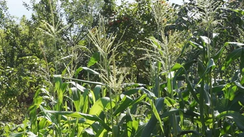 Ears of corn in garden Stock Footage 163226181