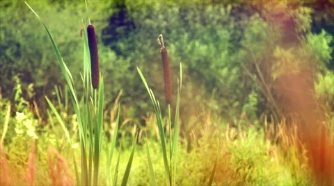 The ears of corn, grass and reeds in the wind. Summer. 库存影片 50093724