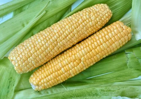 Ears of corn lying on the background of corn leaves Stock Photos