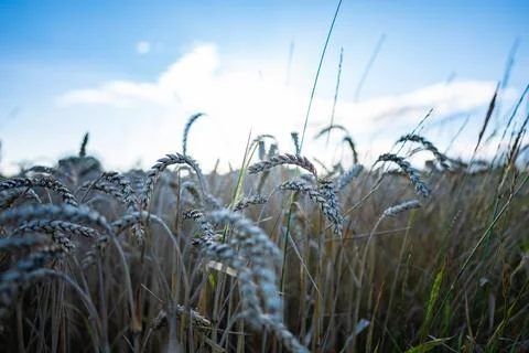 Ears of corn in middle of field blue gold image Foto stock