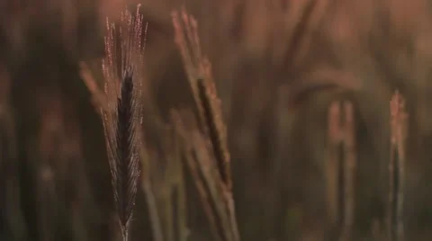 Ears of corn at the morning Stock Footage 49844070